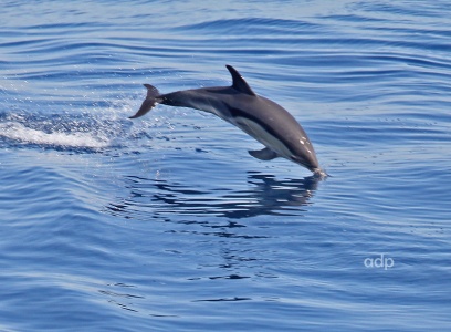 Common Dolphin, Delphinus delphis, W Med, September 2012, Alan Prowse